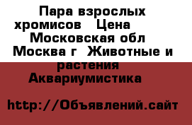 Пара взрослых хромисов › Цена ­ 300 - Московская обл., Москва г. Животные и растения » Аквариумистика   